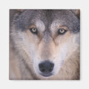 Search for canis magnets North america