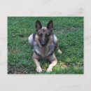 Search for herding dog postcards Pet