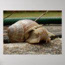 Search for snail posters Shell