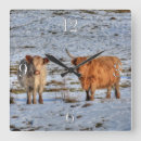 Search for cow horn clocks Bull