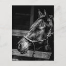 Search for profiling postcards Horse
