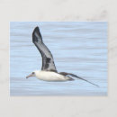 Search for albatross postcards Wildlife