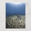 Search for fish swimming postcards Sealife