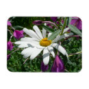 Search for fireweed magnets Alaska
