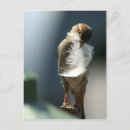Search for feathered birds postcards Wings
