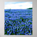 Search for bluebonnet posters Floral