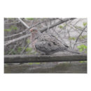 Search for doves photography Nature