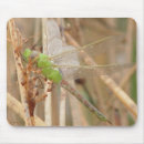 Search for dragon fly electronics Dragonflies