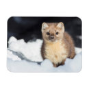 Search for pine marten Mustelidae