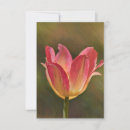 Search for tulips note cards Flower
