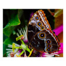 Search for blue morpho butterfly posters Flower