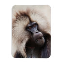Search for baboon magnets Animal