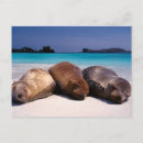 Search for ecuador postcards Ocean