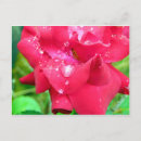 Search for flower petals postcards Rose