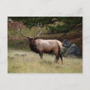 Search for buck postcards Male