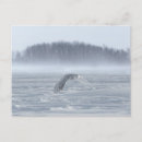 Search for ontario postcards Wildlife