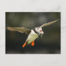 Search for beak postcards Animal