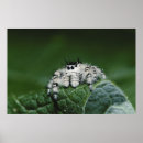 Search for jumping spider posters Close up