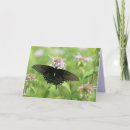 Search for swallowtail cards Photography