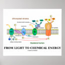 Search for photosynthesis posters Educational