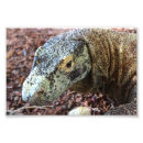 Search for cute lizard posters Animals