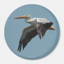 Search for white birds magnets Sky