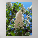 Search for lilac flower posters Syringa