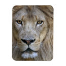 Search for close up magnets Big cat