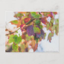 Search for fall leaves postcards Purple