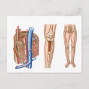 Search for human bones postcards Low section