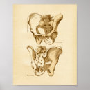 Search for vintage anatomy posters Anatomical