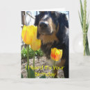 Search for collie birthday cards Humour