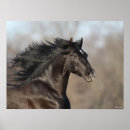 Search for andalucian Animal