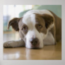Search for mixed breed posters Canine