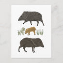 Search for cute pig postcards Nature