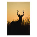 Search for odocoileus Odocoileus virginianus
