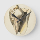 Search for shell clocks Sea creatures