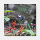 Search for bird flight magnets Hummingbird