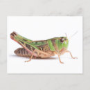 Search for green grasshopper postcards Bug
