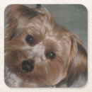 Search for k 9 kitchen dining Dog