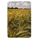 Search for grains magnets Food