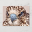 Search for falcon postcards Peregrine