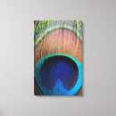 Search for peacock feather canvas prints Close up