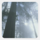 Search for redwood national park stickers Landscape