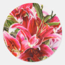 Search for pink lilies stickers Lillies