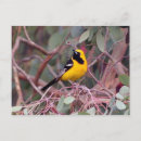 Search for oriole postcards Nature
