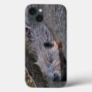 Search for beavers cases Wildlife