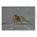 Search for white german shepherd postcards Canine photographer