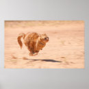 Search for funny kitty cat posters Orange