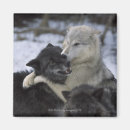 Search for wolves magnets Wildlife